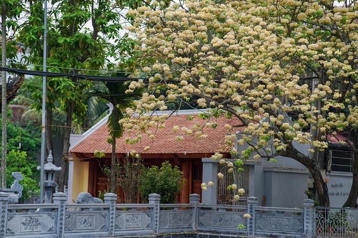 Hoa bún Hà Nội Hoa bún Hà Nội