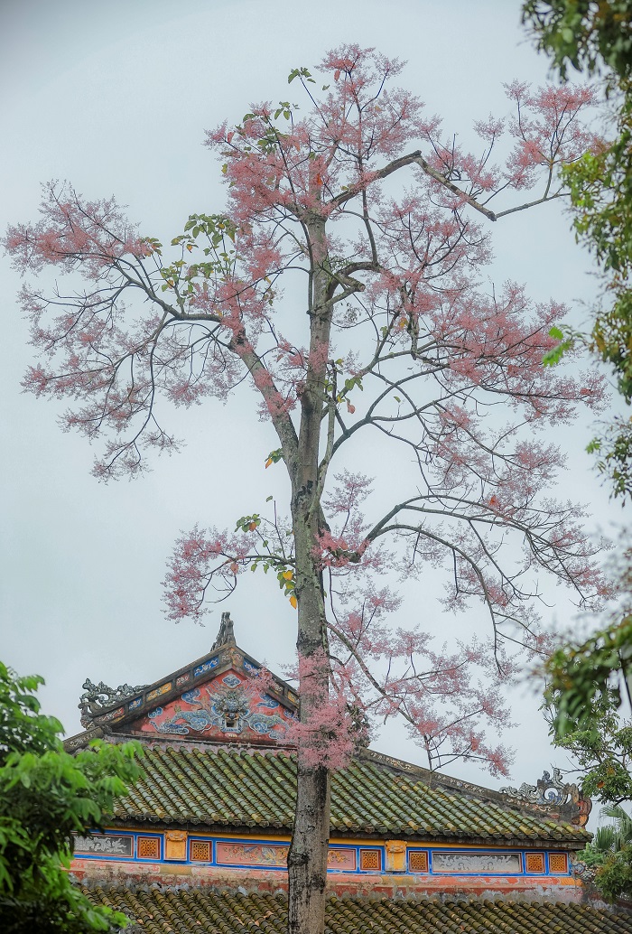 Mùa hoa ngô đồng ở Huế