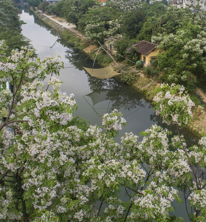 Mùa hoa ngô đồng ở Huế