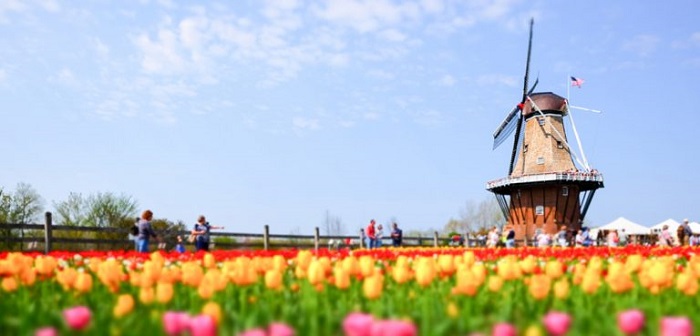 Cối xay gió bên cánh đồng hoa Tulip đầy mộng mơ của thành phố Holland