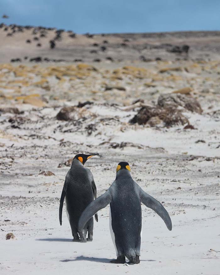 Du lịch quần đảo Falkland vào mùa đông