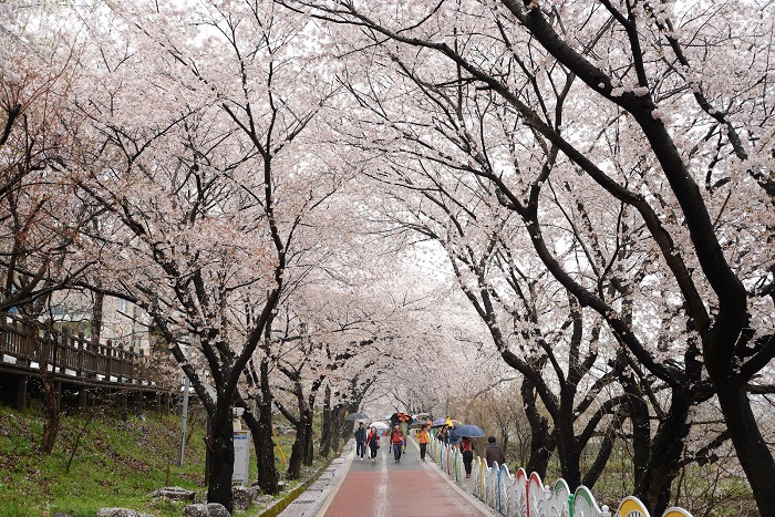 mùa hoa anh đào Hàn Quốc 10