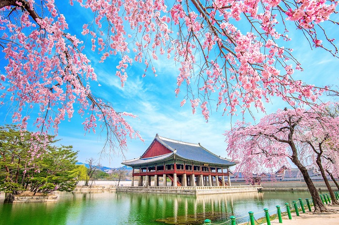 mùa hoa anh đào Hàn Quốc 3