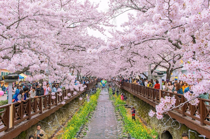 mùa hoa anh đào Hàn Quốc 5