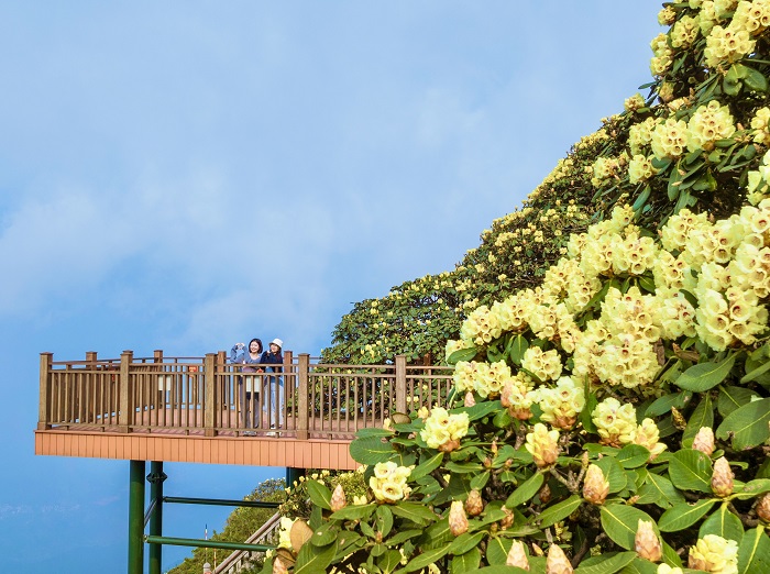 Một điểm ngắm mùa hoa đỗ quyên Sa Pa khác là tại Kim Sơn Bảo Thắng Tự