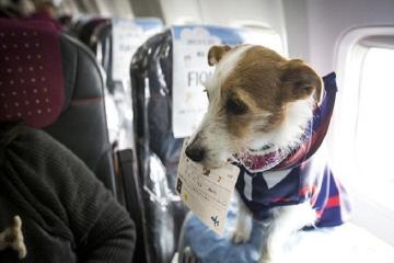 Chuyến bay du lịch đầu tiên cho chó cưng sắp khởi hành