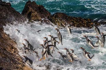 Cẩm nang du lịch quần đảo Falkland - khám phá thiên nhiên kỳ thú