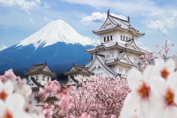 Lịch đón mùa hoa anh đào nở rộ ở Tokyo 2024
