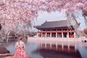 Mùa hoa anh đào Hàn Quốc: Top 5 địa điểm ngắm ‘anh đào vua’ khoe sắc hồng kín cả vùng trời