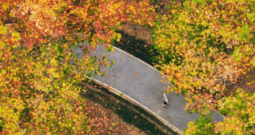 An Huy đẹp nhất khi sắc đỏ, sắc vàng nhuộm kín các ngọn đồi