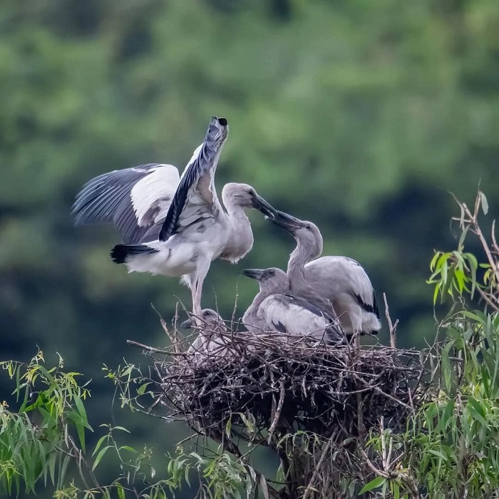 Ngắm nhìn rừng nguyên sinh Hoa Lư và nhiều loài chim, cò phong phú trong Quần thể danh thắng Tràng An Ninh Bình 