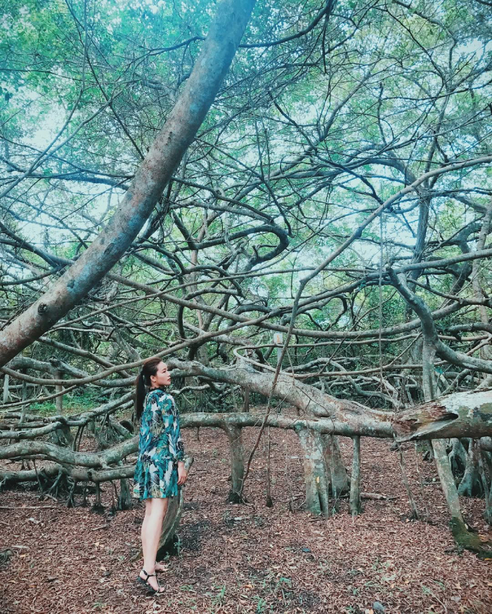 Sự ma mị của Giàn Gừa