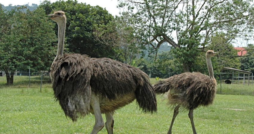 Trang trại đà điểu Jelita - cẩm nang du lịch Seremban Malaysia