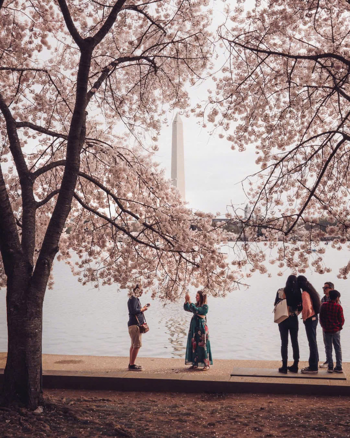 Mùa xuân là thời điểm lý tưởng để bạn tham quan đài tưởng niệm Washington Mỹ