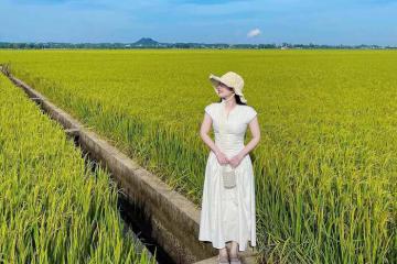 Tháng 4 tranh thủ check-in với cánh đồng lúa An Nhứt Vũng Tàu đẹp như tranh