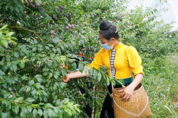 Điểm danh các loại trái cây đặc sản Sơn La – Tinh hoa đất trời Tây Bắc