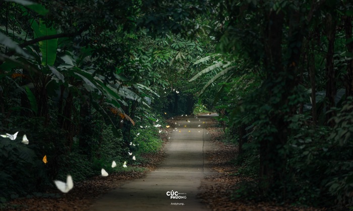 Đàn bướm bay thành hàng dài tạo khung cảnh thú vị. 