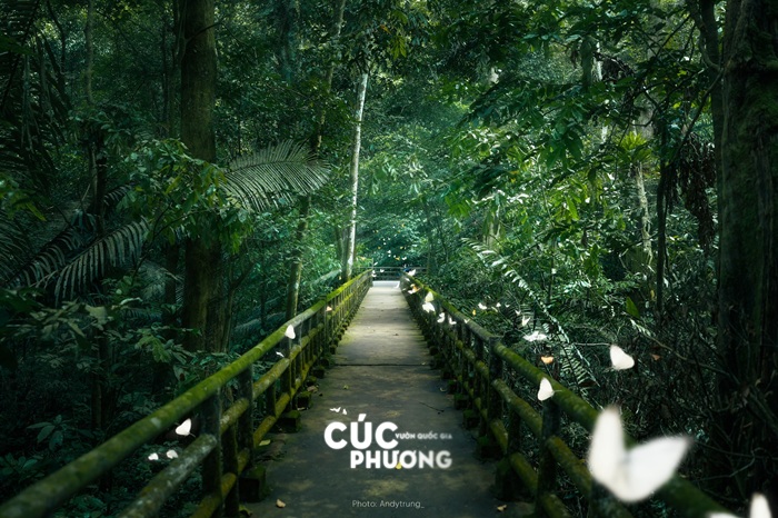 Đàn bướm là điểm nhấn trong không gian xanh rì. 