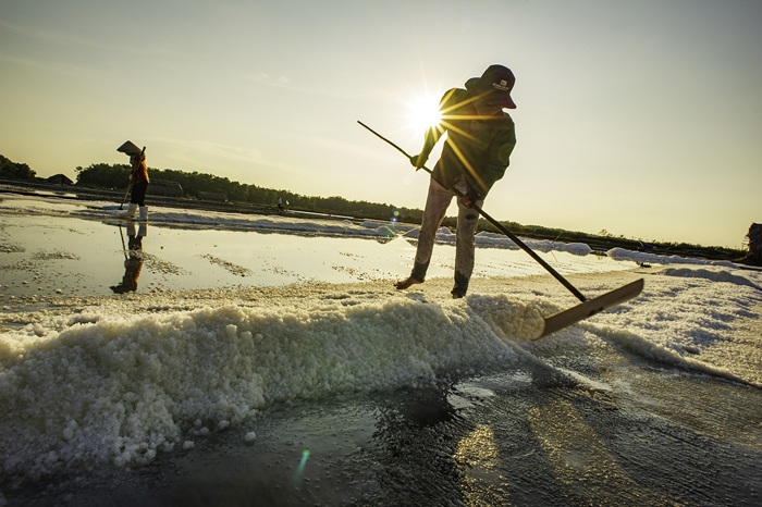 Bức tranh lao động dưới ánh chiều tà tại Lý Nhơn. 
