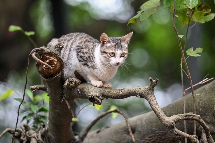Công viên Thống Nhất Hà Nội Đảo Mèo đang thu hút du khách tới Công viên Thống Nhất Hà Nội