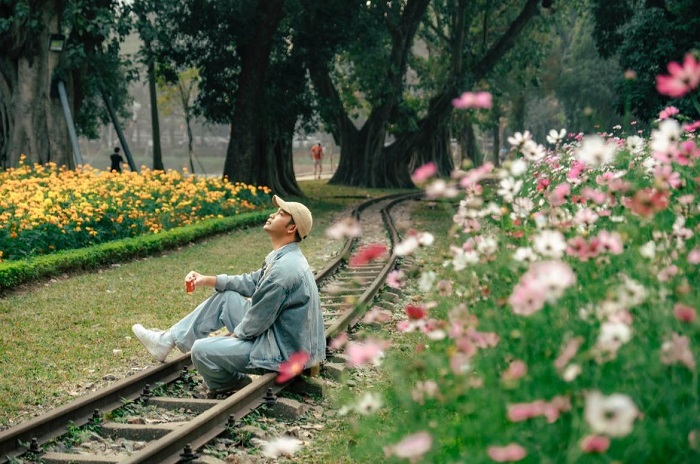 Hoa sao nhái nở rực rỡ tại Công viên Thống Nhất Hà Nội