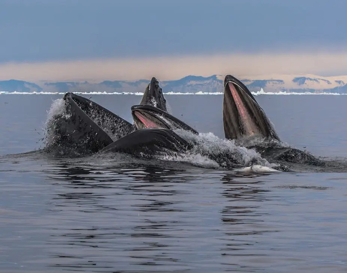 kinh nghiệm du lịch Greenland - Ngắm nhìn cá voi trong môi trường tự nhiên
