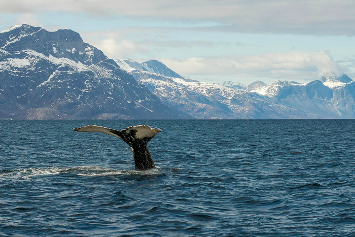 kinh nghiệm du lịch Greenland - Ngắm nhìn cá voi trong môi trường tự nhiên