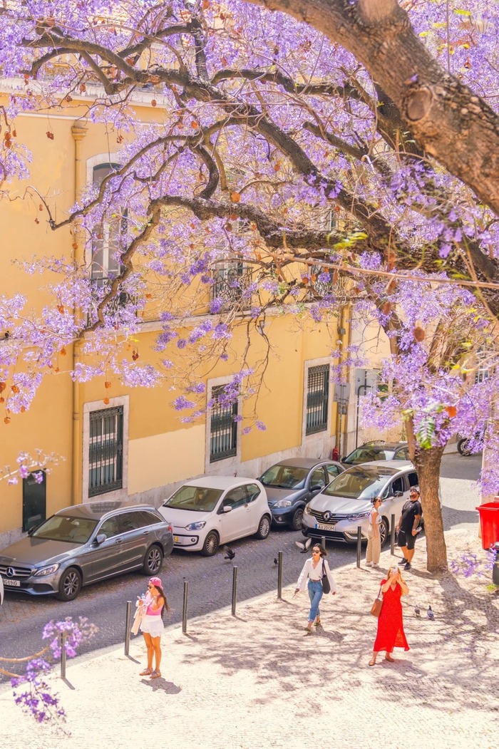 Những địa điểm ngắm mùa phượng tím ở Lisbon Bồ Đào Nha đẹp