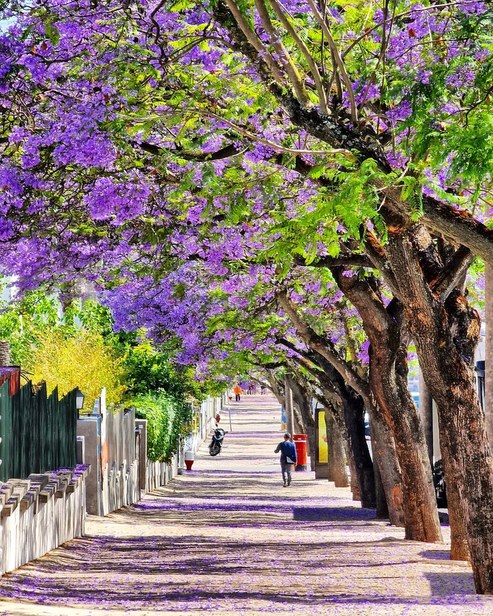 Những địa điểm ngắm mùa phượng tím ở Lisbon Bồ Đào Nha đẹp