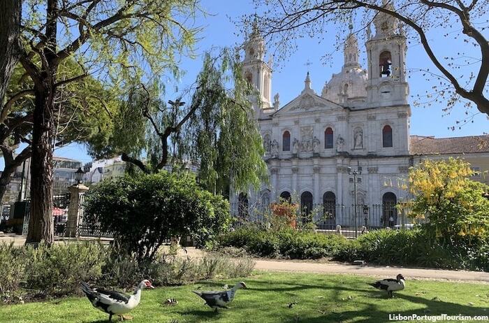 Những địa điểm ngắm mùa phượng tím ở Lisbon Bồ Đào Nha đẹp