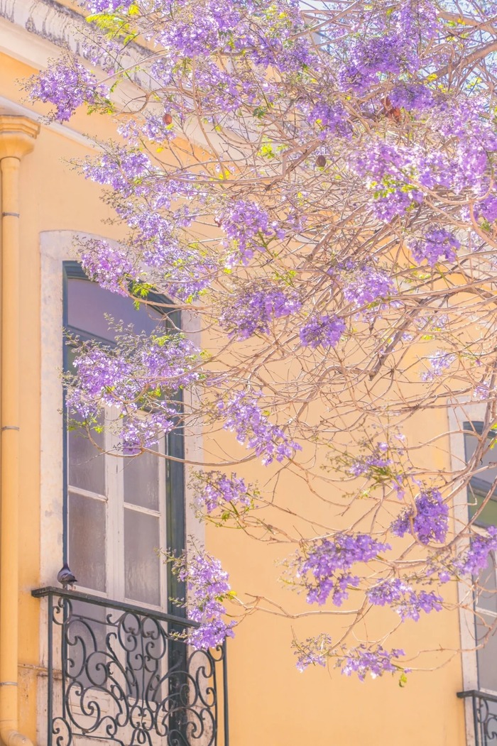 mùa phượng tím ở Lisbon Bồ Đào Nha gắn liền với nhiều sự kiện văn hóa