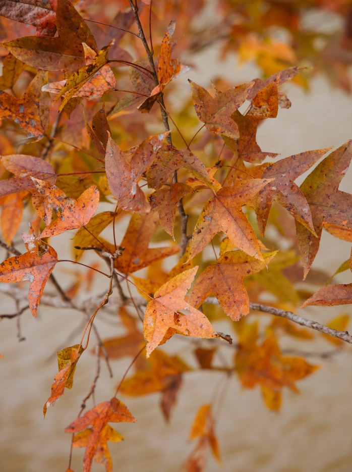 Màu lá đẹp nhuộm vàng cả một khoảng rừng. Ảnh: Lê Hữu Hà