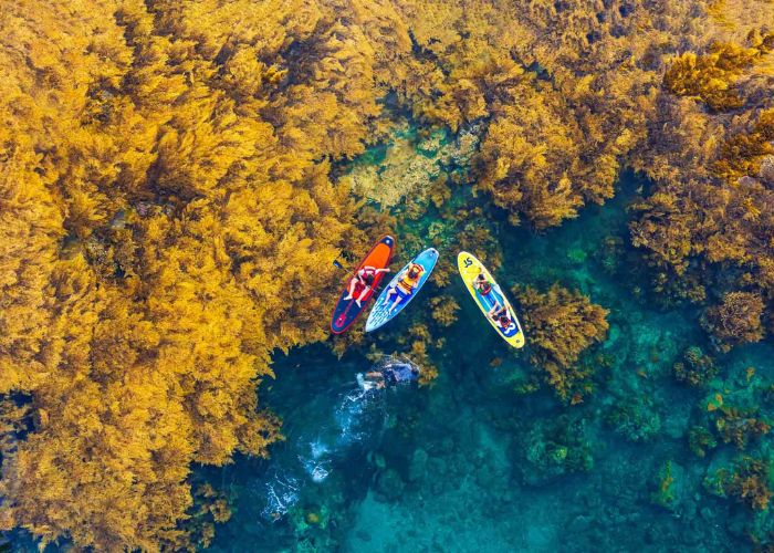 Trải nghiệm ngắm rong mơ tại Hòn Khô