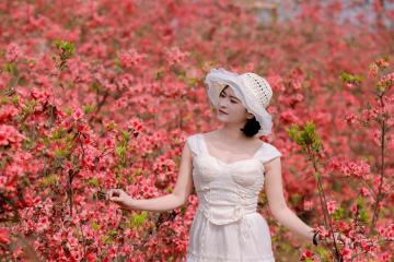 Vườn hoa đỗ quyên Mộc Châu – điểm check in mới đang vào mùa nở rộ