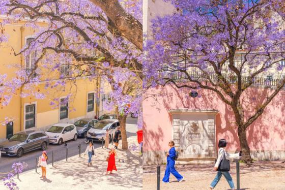 Mùa phượng tím ở Lisbon Bồ Đào Nha lãng mạn khiến bao trái tim xao xuyến