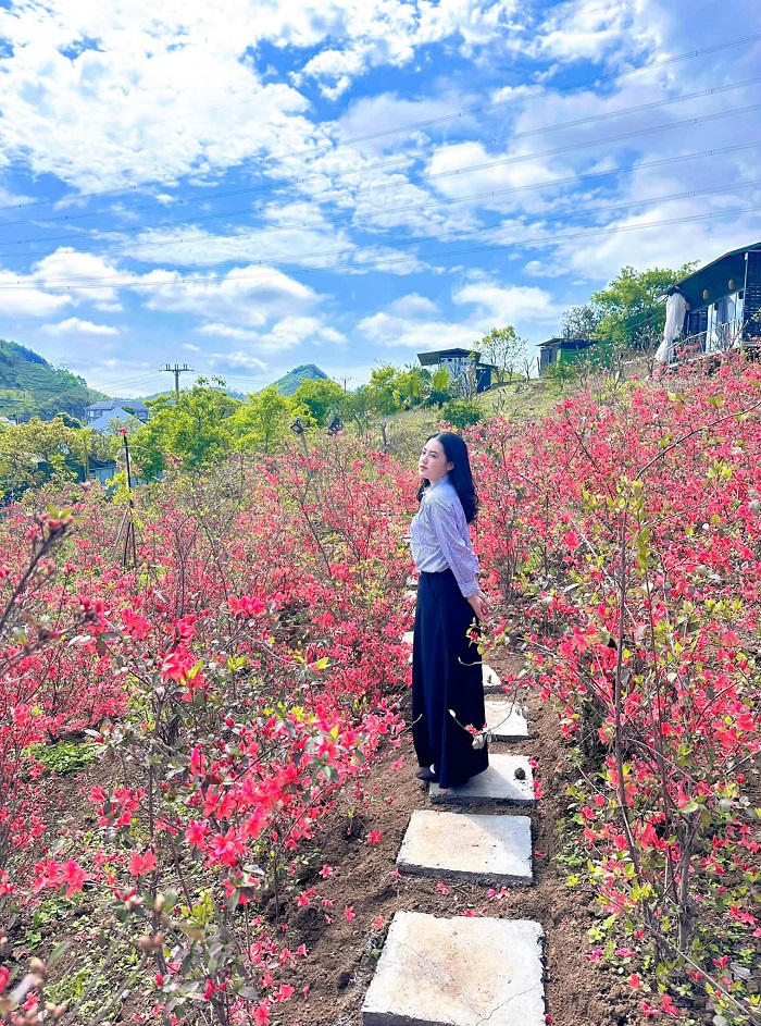 Vườn hoa đỗ quyên Mộc Châu có vị trí thuận lợi để thăm quan