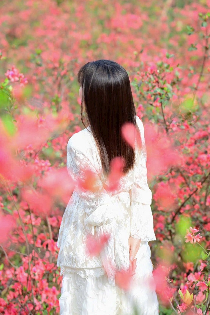 Vườn hoa đỗ quyên Mộc Châu đang vào mùa nở rộ chưa từng thấy