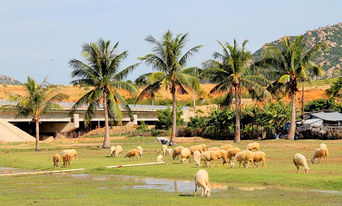  điểm đến ở Sơn Hải Ninh Thuận