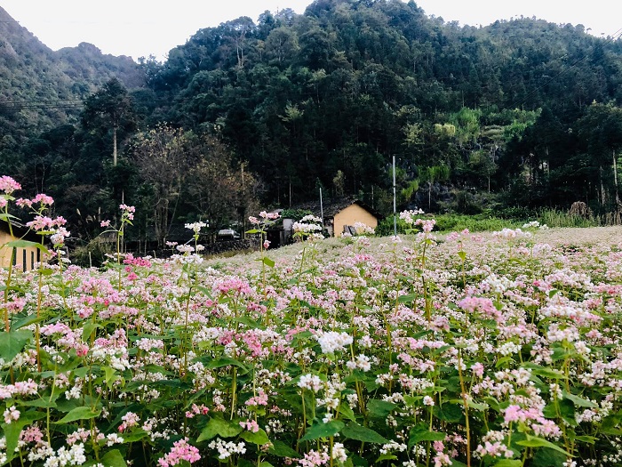 du lịch Hà Giang