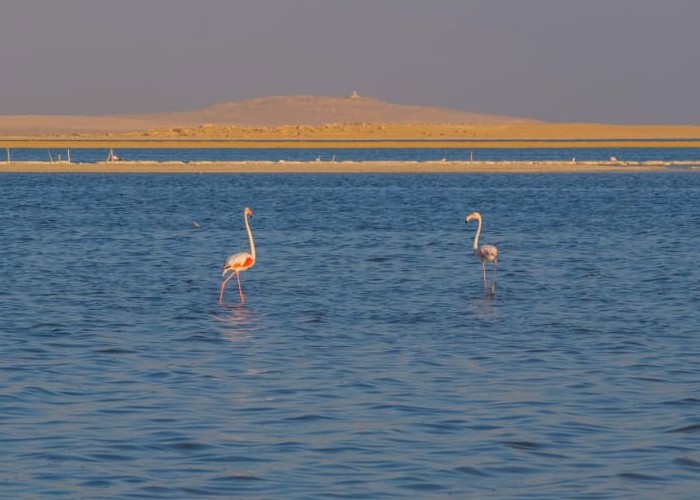 ốc đảo Fayoum Oasis