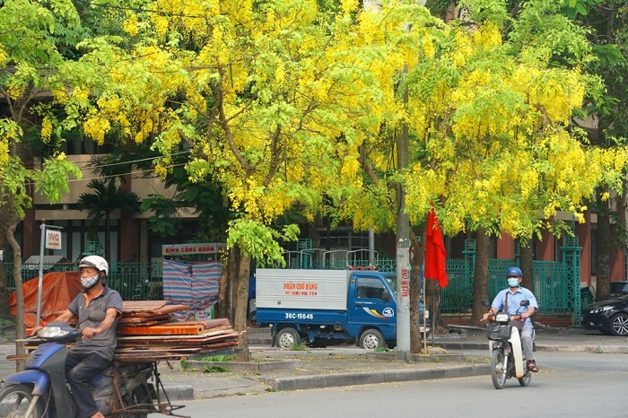 mùa muồng hoàng yến ở Thanh Hóa