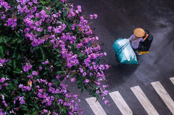 Đừng vội ghét cái nắng tháng 5, bởi đây là thời điểm của mùa hoa bằng lăng tím Hà Nội đẹp tới nao lòng