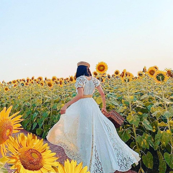 Nếu lỡ hẹn mùa hoa tháng 5 bạn có thể cùng hội chị em đến cánh đồng hoa hướng dương Hà Nội vào tháng 11 để lưu lại những hình ảnh đẹp nhất của mình. 
