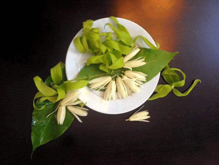 Mùa ngọc lan tháng 6 – Vẻ đẹp thanh thuần khiến bao người nao lòng