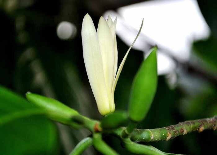 Mùa ngọc lan tháng 6 – Vẻ đẹp thanh thuần khiến bao người nao lòng