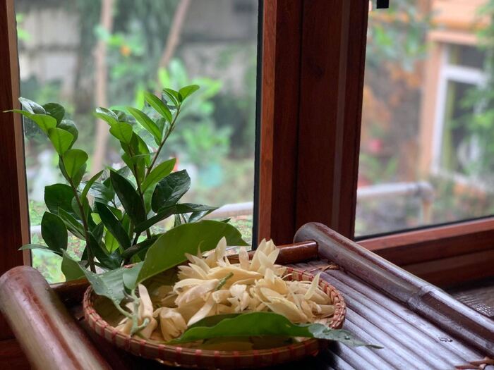 Mùa ngọc lan tháng 6 – Vẻ đẹp thanh thuần khiến bao người nao lòng