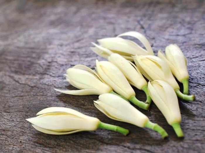 Mùa ngọc lan tháng 6 – Vẻ đẹp thanh thuần khiến bao người nao lòng