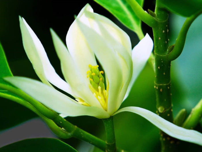 Mùa ngọc lan tháng 6 – Vẻ đẹp thanh thuần khiến bao người nao lòng