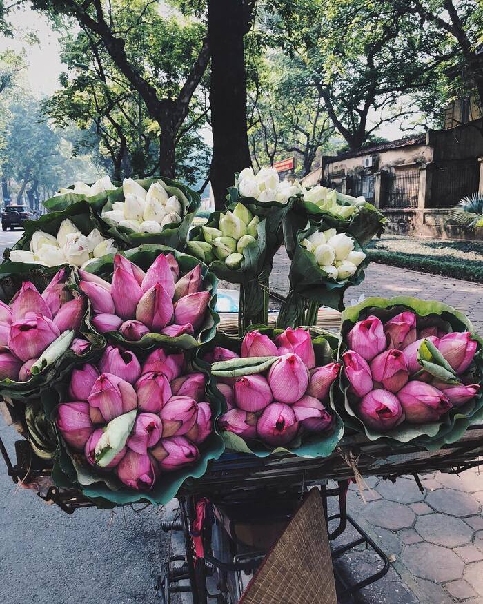 Mùa sen nở ở Hà Nội tại đầm từ lúc nở cho đến khi tàn, vòng đời trong 1 tháng. Mùa sen nở ở Hà Nội tại đầm từ lúc nở cho đến khi tàn, vòng đời trong 1 tháng.