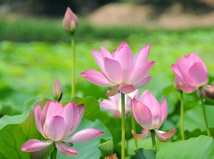 Mùa hoa tháng 5 Hà Nội chắc chắn phải ghé thăm đầm sen hồ tây